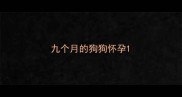 九个月的狗狗怀孕