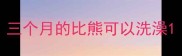 三个月的比熊可以洗澡