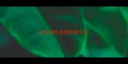 训拉布拉多狗教程大全