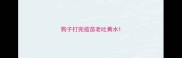 狗子打完疫苗老吐黄水