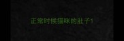 正常时候猫咪的肚子