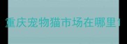 重庆宠物猫市场在哪里