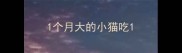 1个月大的小猫吃