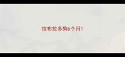 拉布拉多狗6个月