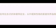 拉布拉多犬的体貌特征全从外貌到性格的家庭饲养指南