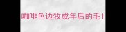 咖啡色边牧成年后的毛