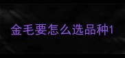 金毛要怎么选品种