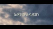 如何判断金毛感冒