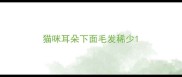 猫咪耳朵下面毛发稀少