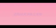 边牧幼犬训练立坐卧