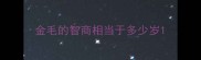 金毛的智商相当于多少岁