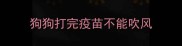 狗狗打完疫苗不能吹风