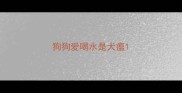 狗狗爱喝水是犬瘟