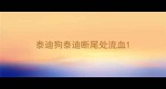 泰迪狗泰迪断尾处流血
