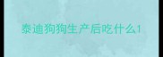 泰迪狗狗生产后吃什么