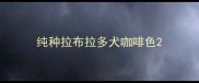 纯种拉布拉多犬咖啡色
