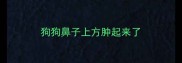 狗狗鼻子上方肿起来了