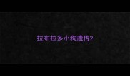 拉布拉多小狗遗传