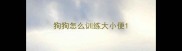 狗狗怎么训练大小便