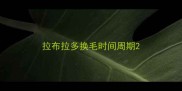 拉布拉多换毛时间周期