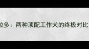 美短恶霸犬VS拉布拉多两种顶配工作犬的终极对比附混血养护指南