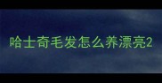 哈士奇毛发怎么养漂亮