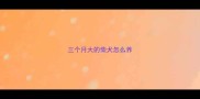 三个月大的柴犬怎么养