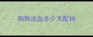 狗狗流血多少天配种