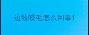 边牧咬毛怎么回事