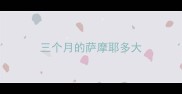 三个月的萨摩耶多大