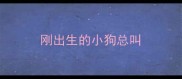刚出生的小狗总叫