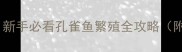 孔雀鱼能怀孕吗新手必看孔雀鱼繁殖全攻略附新手避坑指南