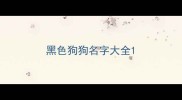 黑色狗狗名字大全