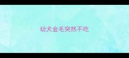 幼犬金毛突然不吃