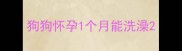 狗狗怀孕1个月能洗澡