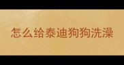 怎么给泰迪狗狗洗澡