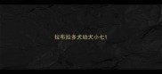 拉布拉多犬幼犬小七