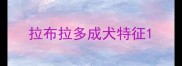 拉布拉多成犬特征