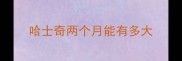 哈士奇两个月能有多大