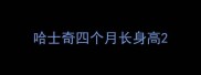 哈士奇四个月长身高