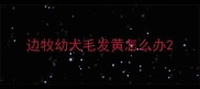 边牧幼犬毛发黄怎么办
