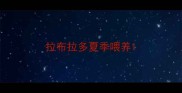 拉布拉多夏季喂养