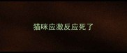 猫咪应激反应死了