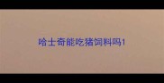 哈士奇能吃猪饲料吗
