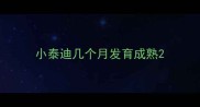 小泰迪几个月发育成熟