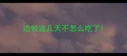 边牧这几天不怎么吃了