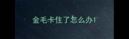 金毛卡住了怎么办