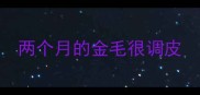 两个月的金毛很调皮