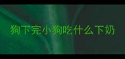 狗下完小狗吃什么下奶