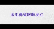 金毛鼻梁眼眶发红